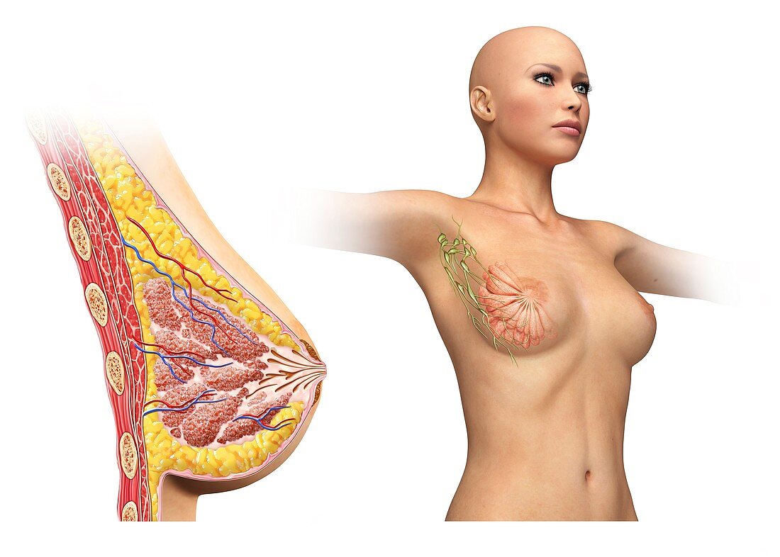 Female breast,cut away ,artwork