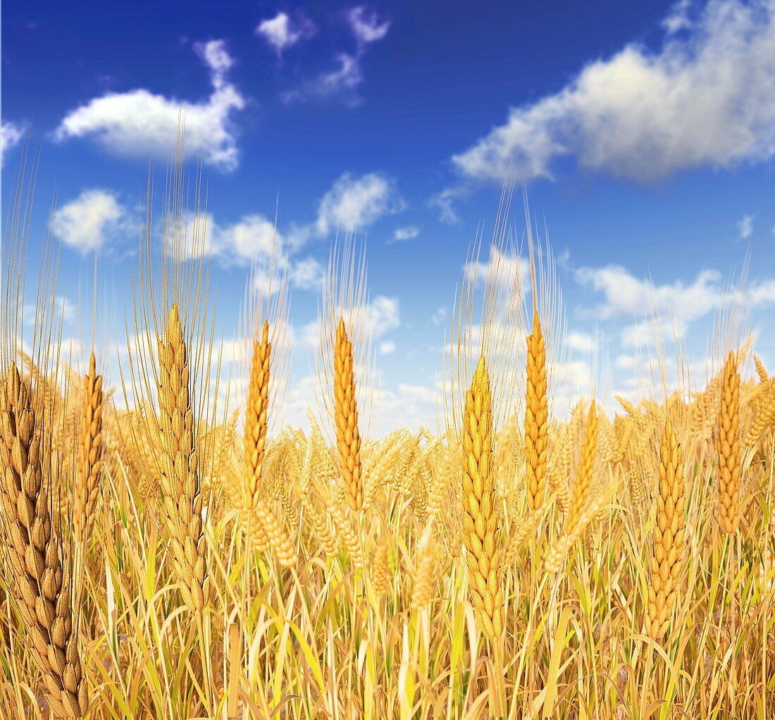 Wheat field against a blue sky,artwork
