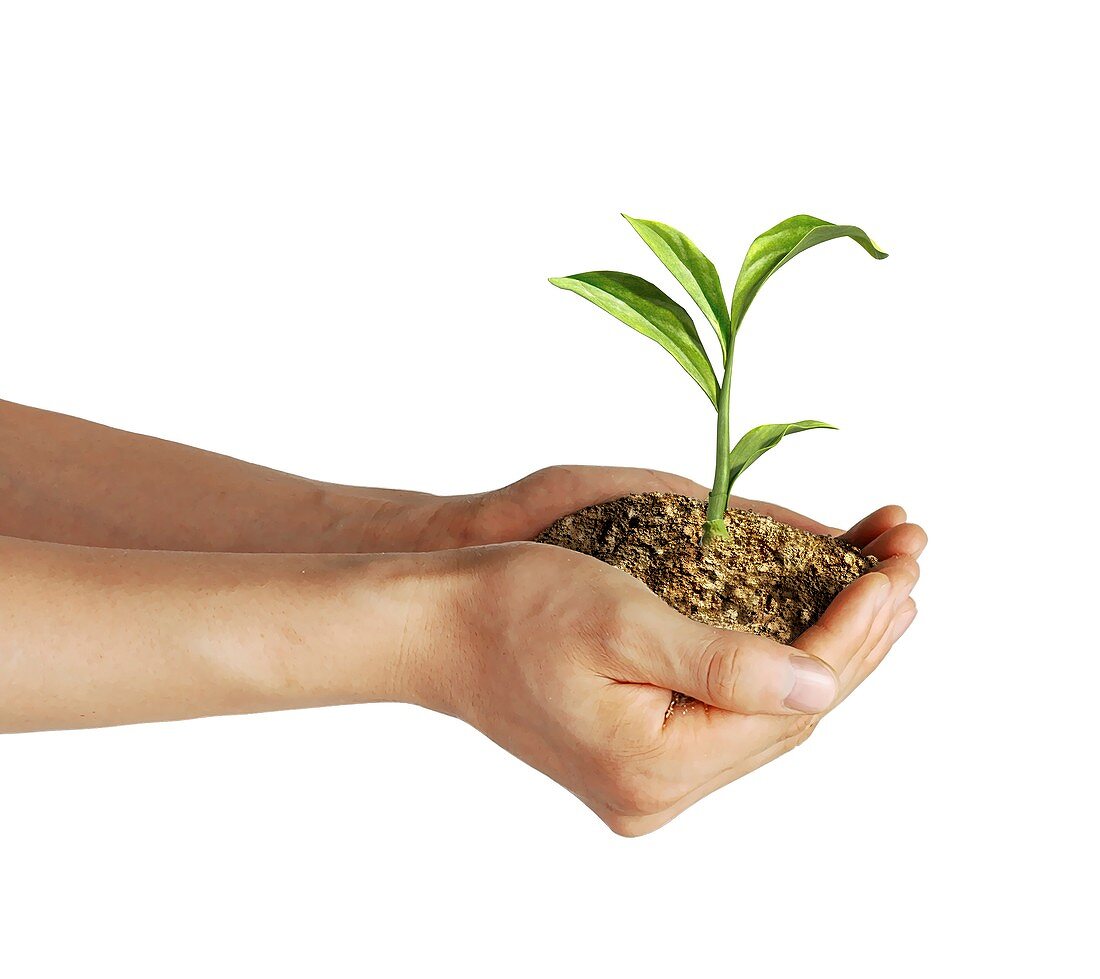 Person holding a seedling,artwork