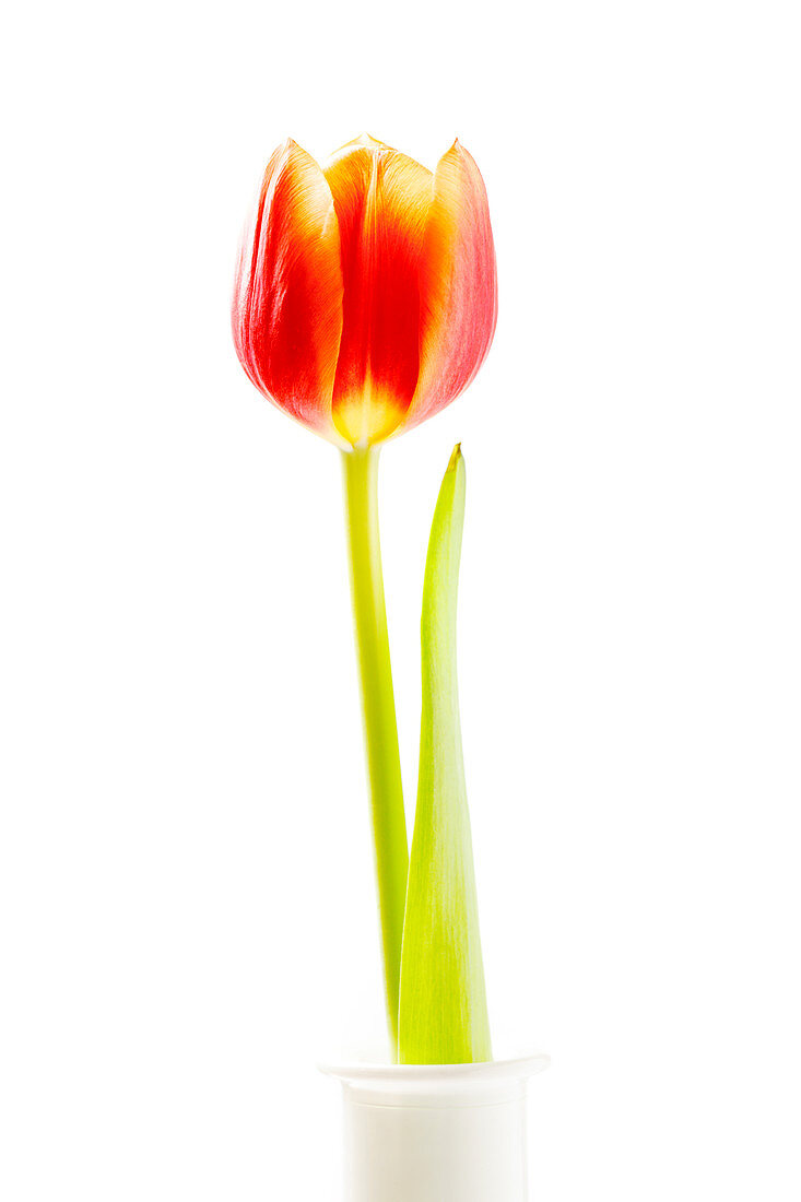 Red tulip