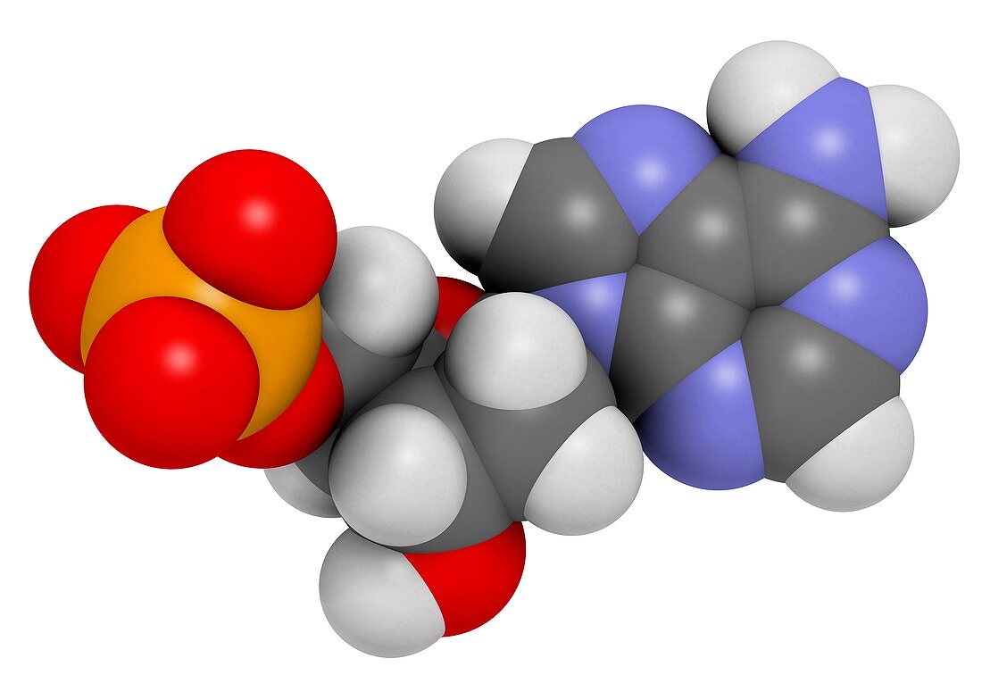 Deoxyadenosine monophosphate molecule