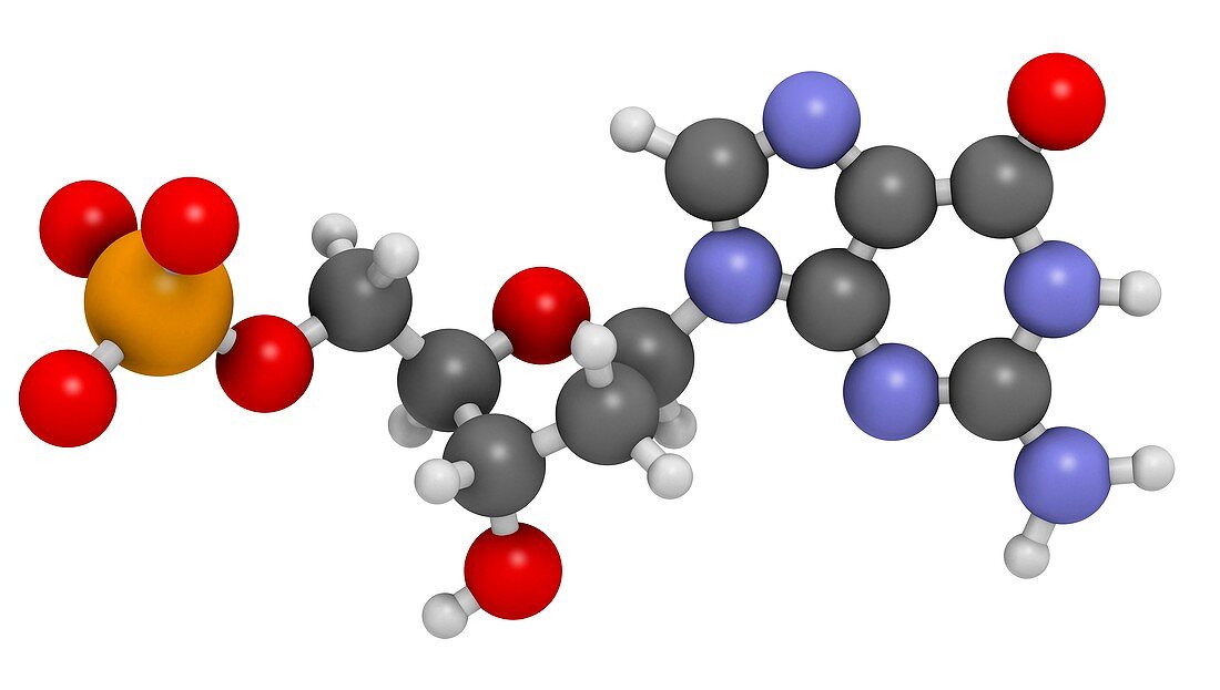 Deoxyguanosine monophosphate molecule