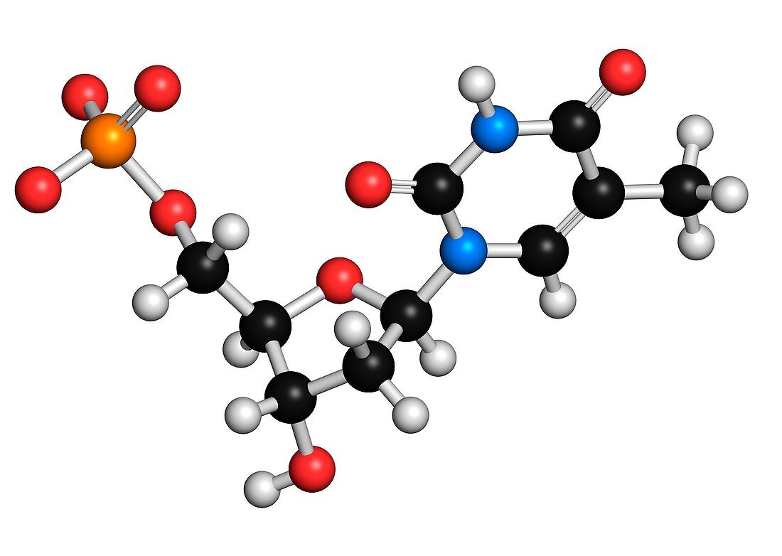 Thymidine monophosphate molecule