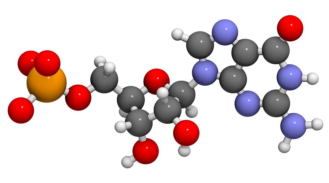 Guanosine monophosphate molecule