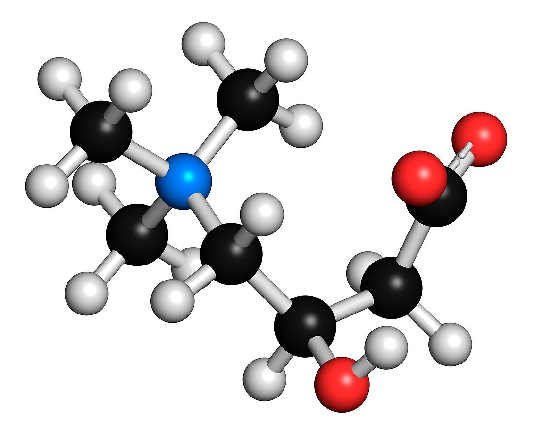 Carnitine molecule,chemical structure