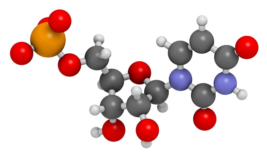 Uridine monophosphate nucleotide molecule