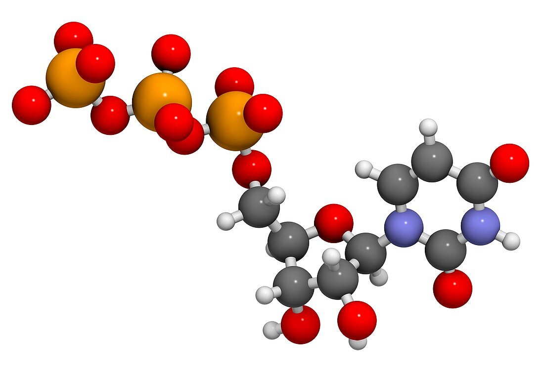 Uridine triphosphate nucleotide molecule