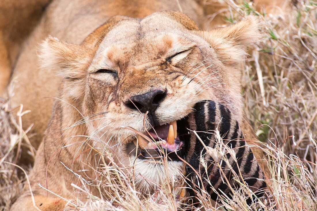 Lioness Panthera leo