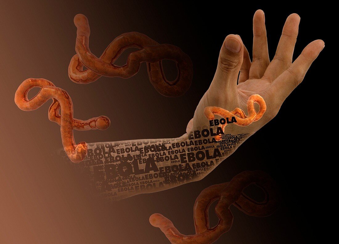 Ebola epidemic,conceptual image