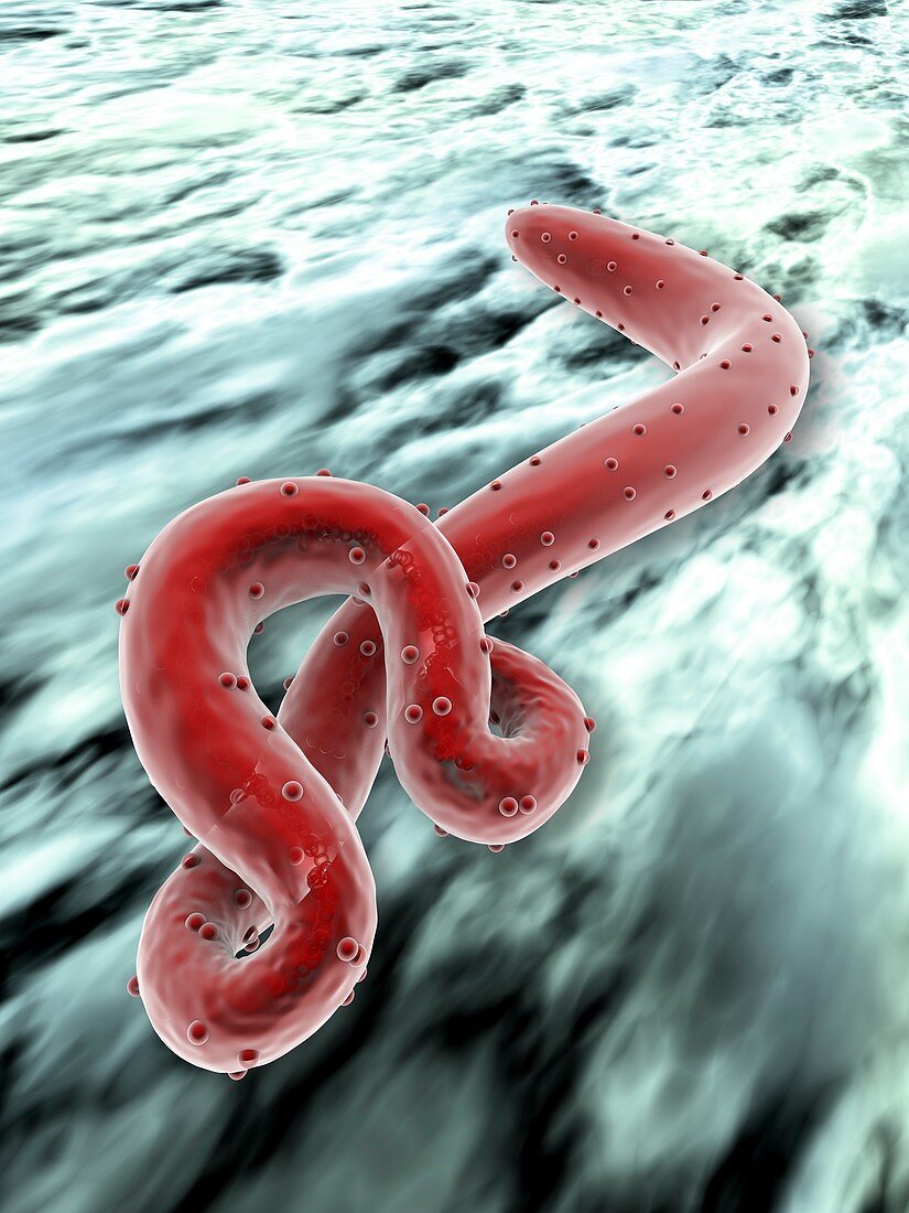 Ebola virus,artwork