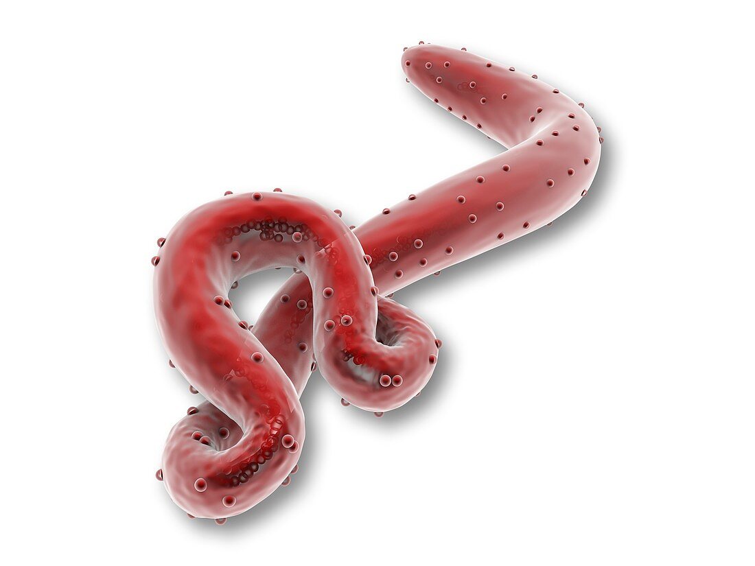 Ebola virus,artwork