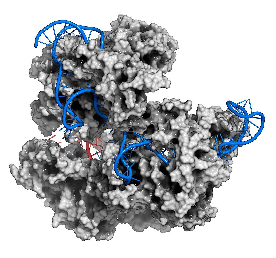 CRISPR-CAS9 gene editing complex