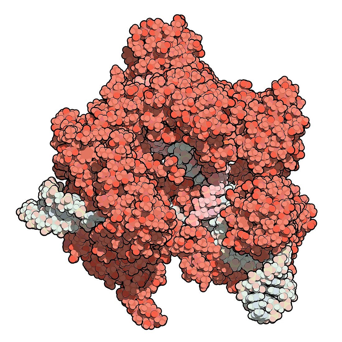 CRISPR-CAS9 gene editing complex