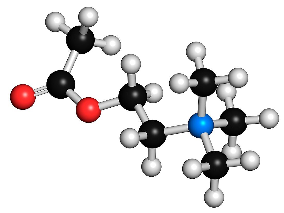 Acetylcholine neurotransmitter molecule