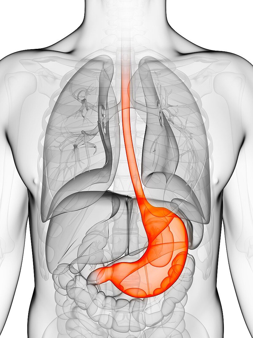 Human stomach,illustration