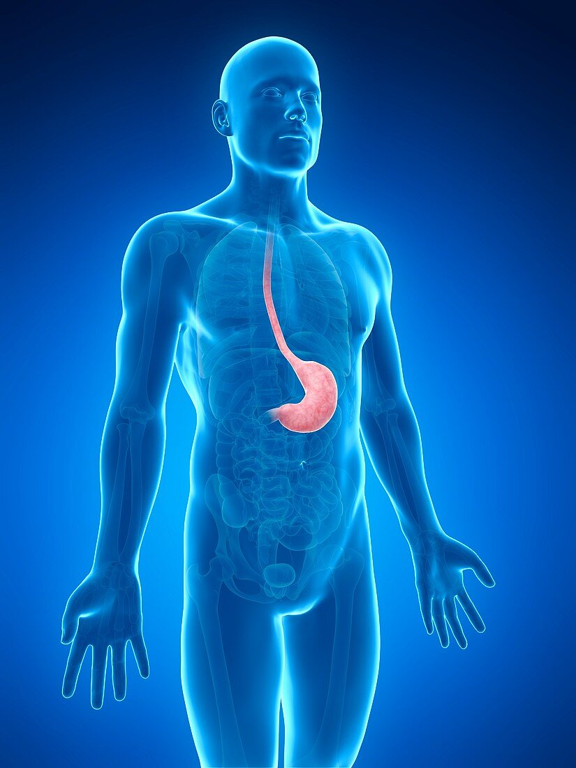 Human stomach,illustration