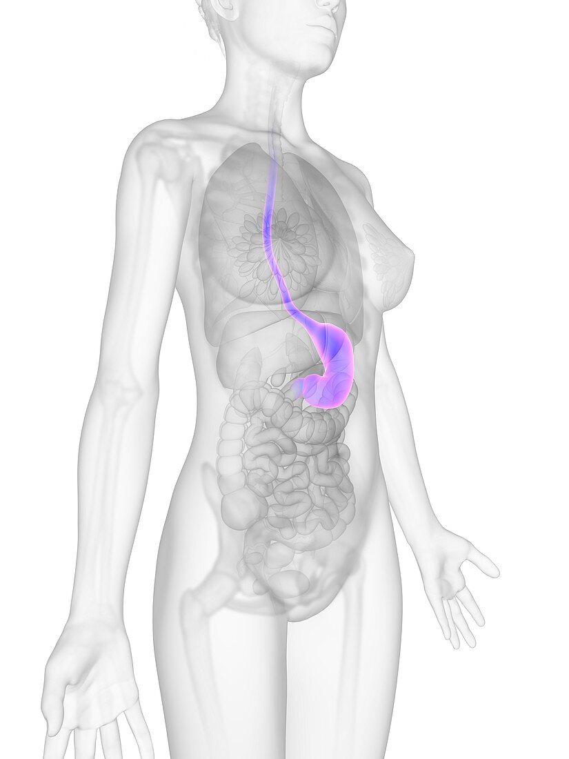 Female stomach,illustration