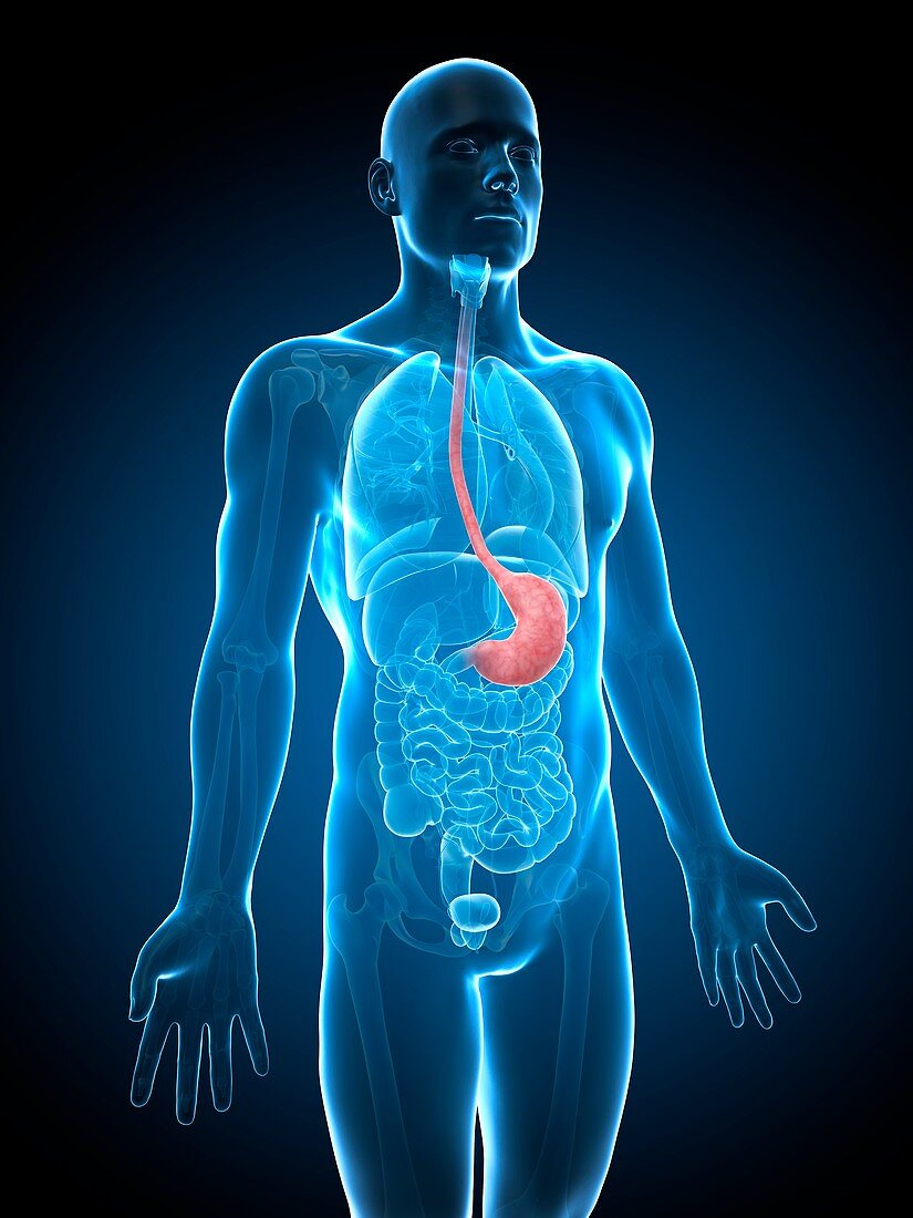 Human stomach,illustration