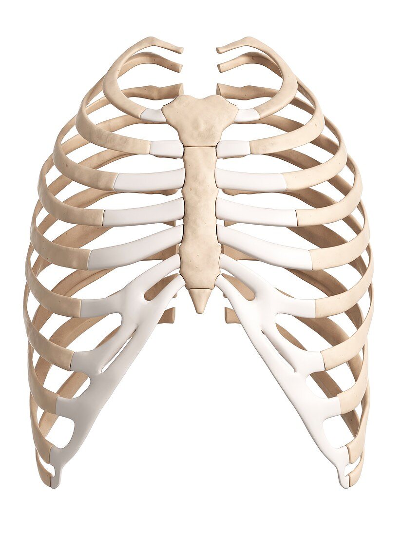Human ribcage,illustration