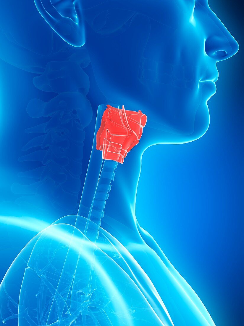 Human larynx anatomy,illustration