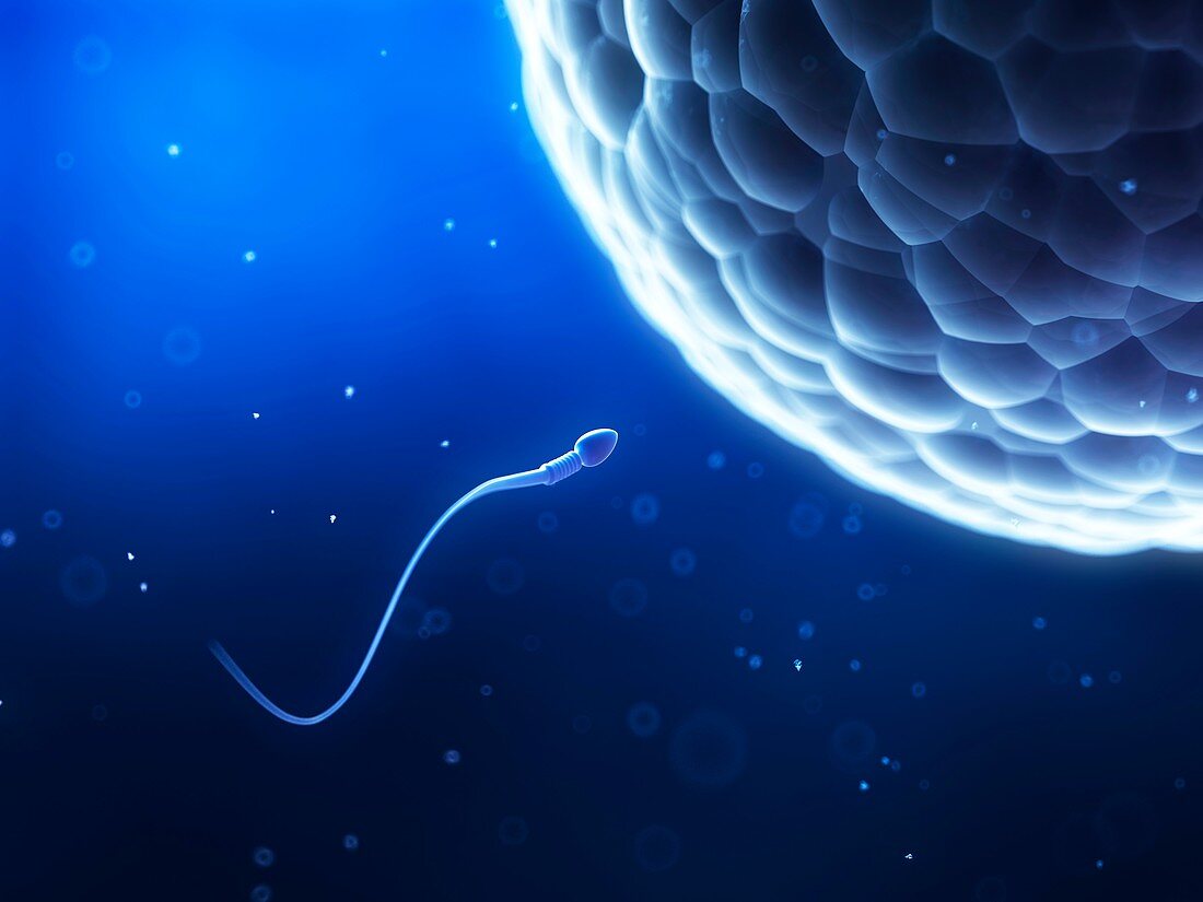 Human sperm and egg,illustration