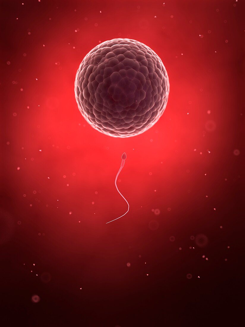 Human sperm and egg,illustration