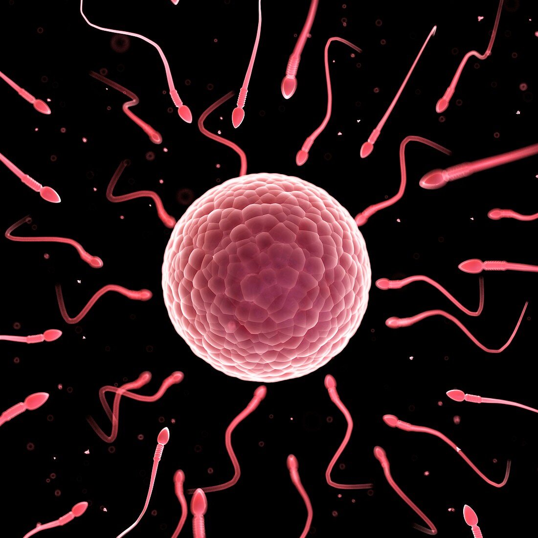 Human sperm and egg,illustration