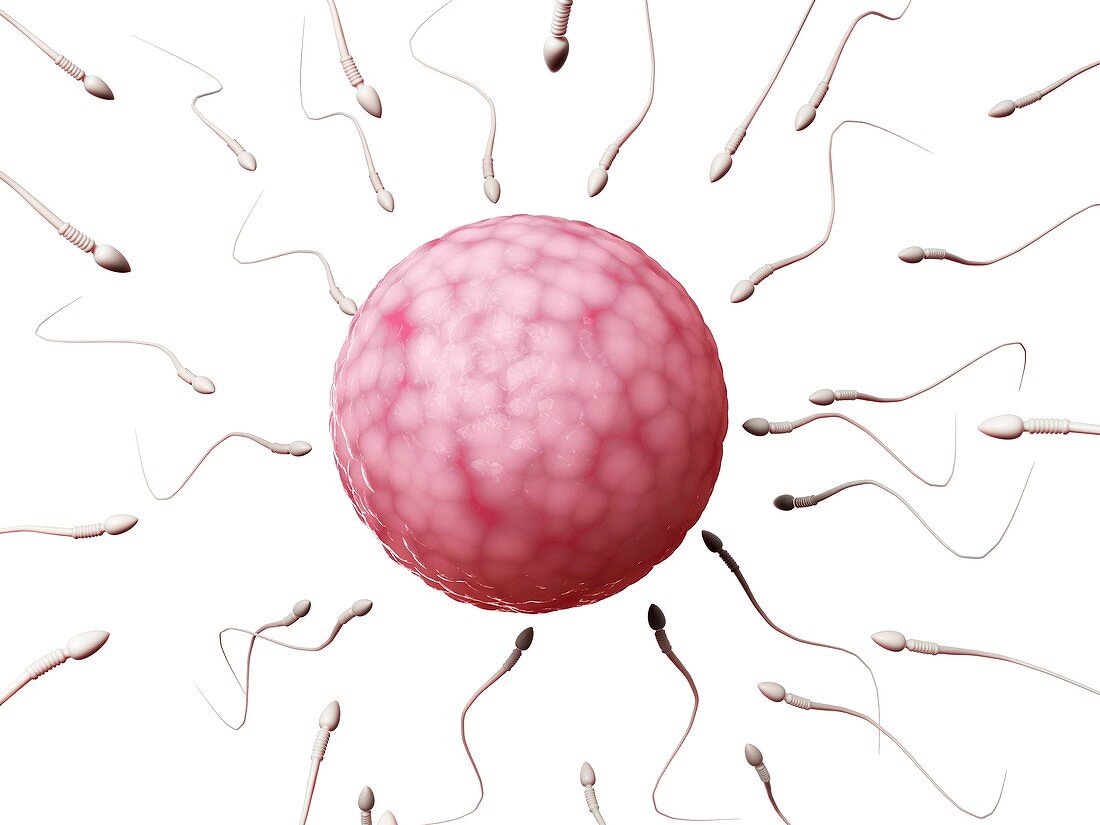 Human sperm and egg,illustration