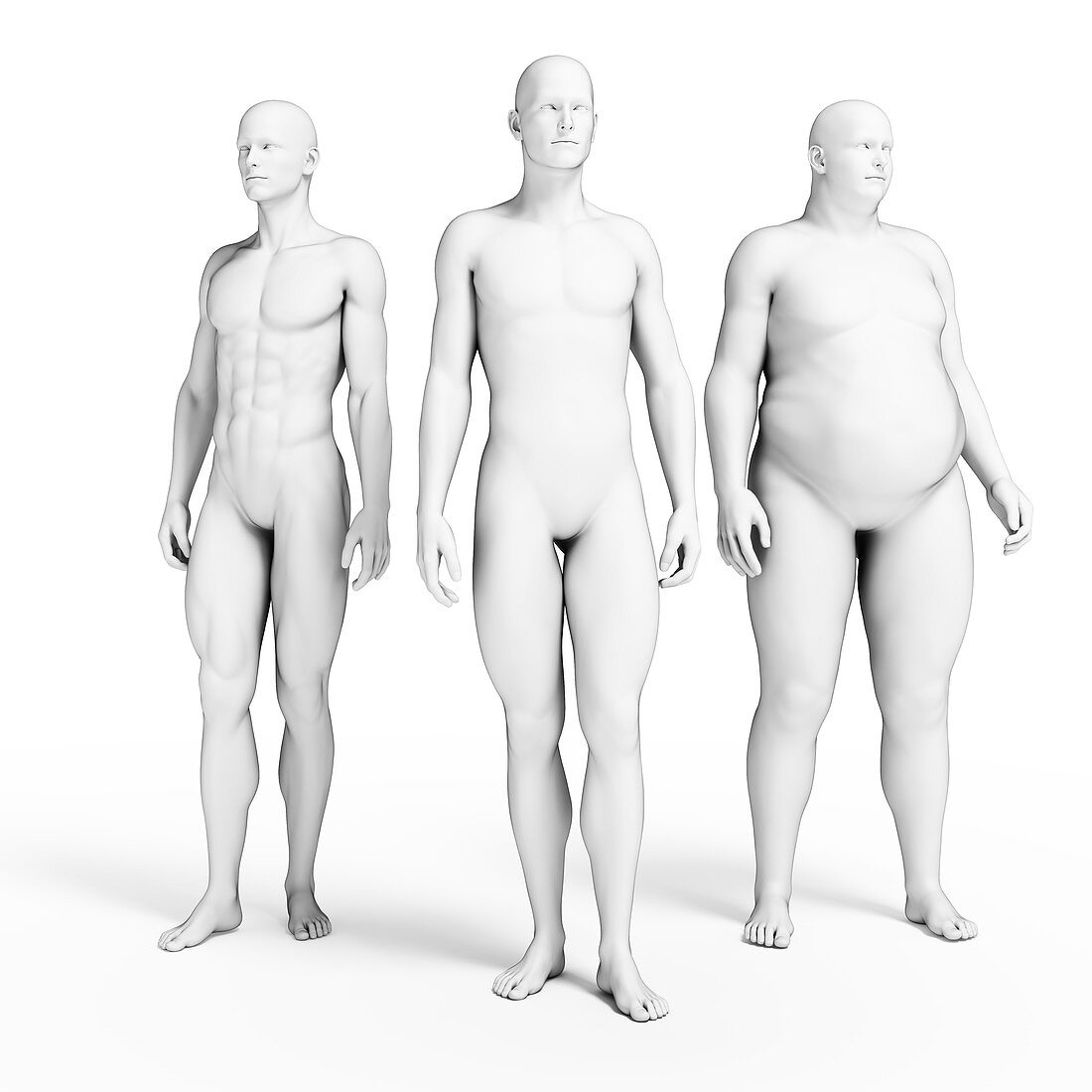 Various body shapes,illustration