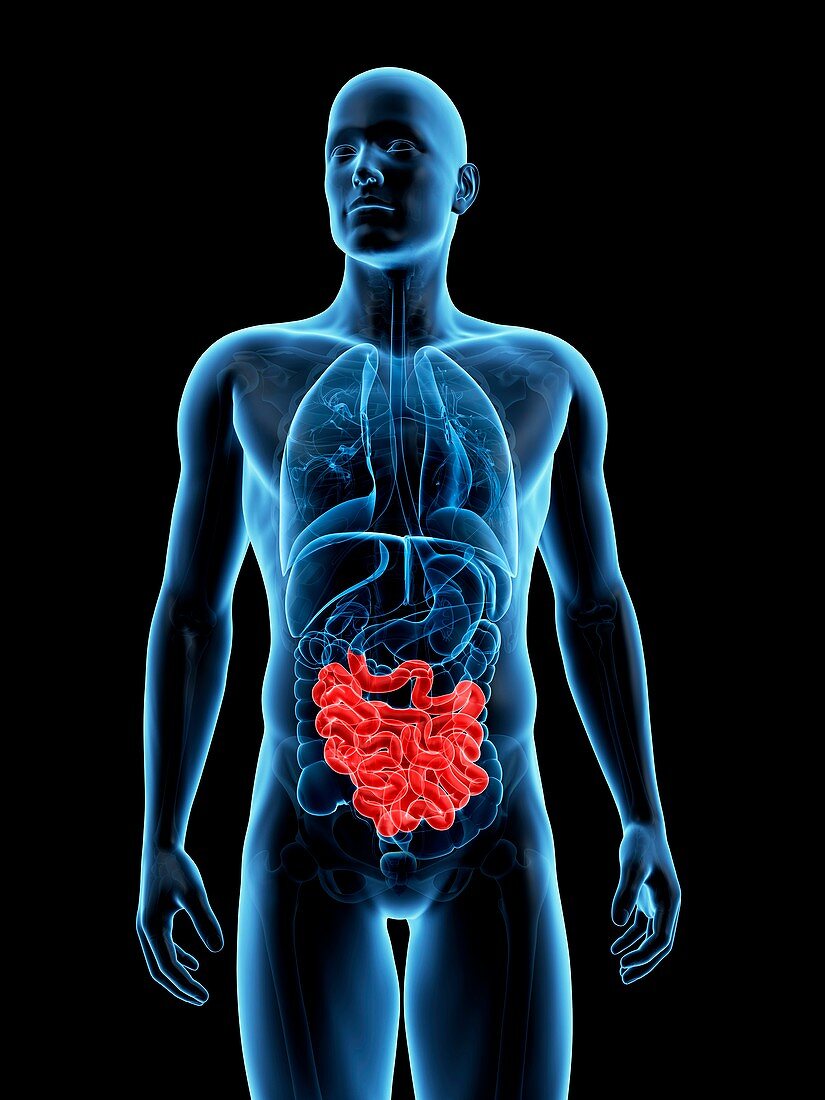 Human small intestine,illustration