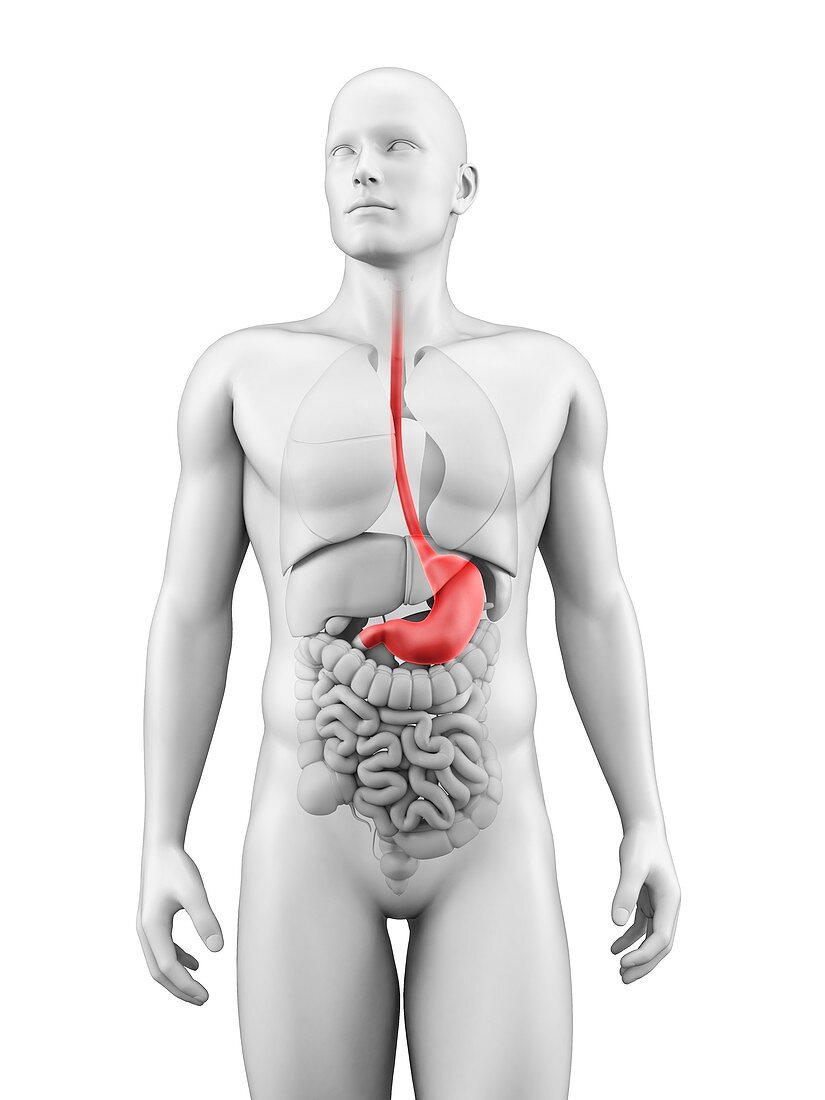 Human stomach,illustration