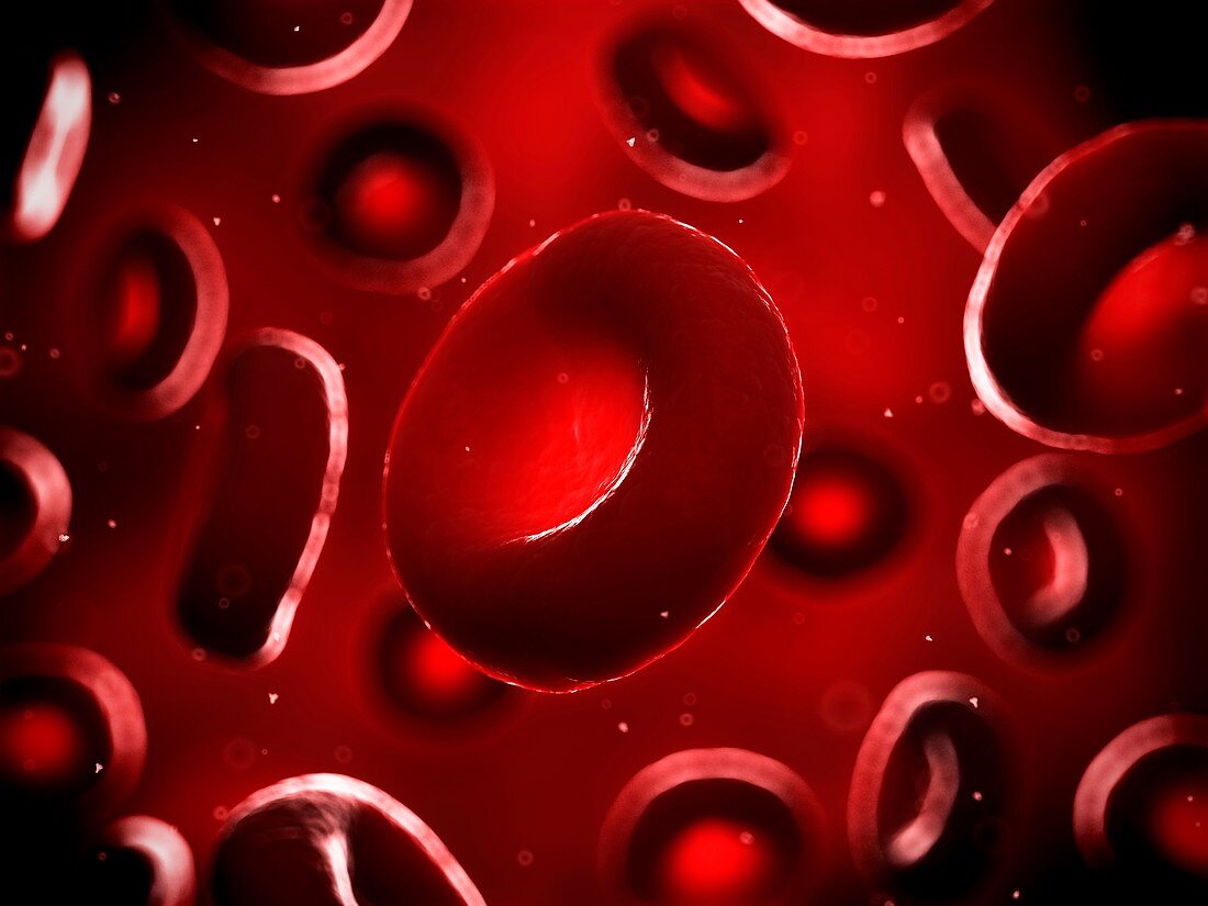 Human red blood cells,illustration