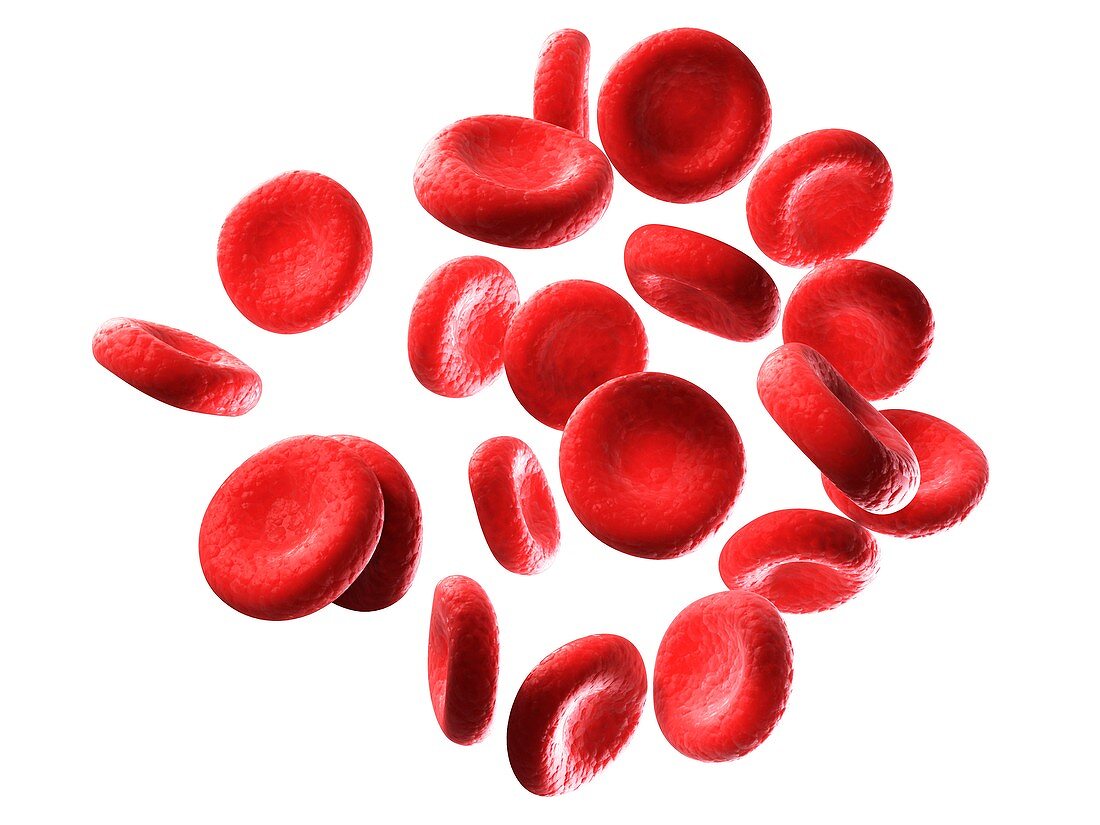 Human red blood cells,illustration