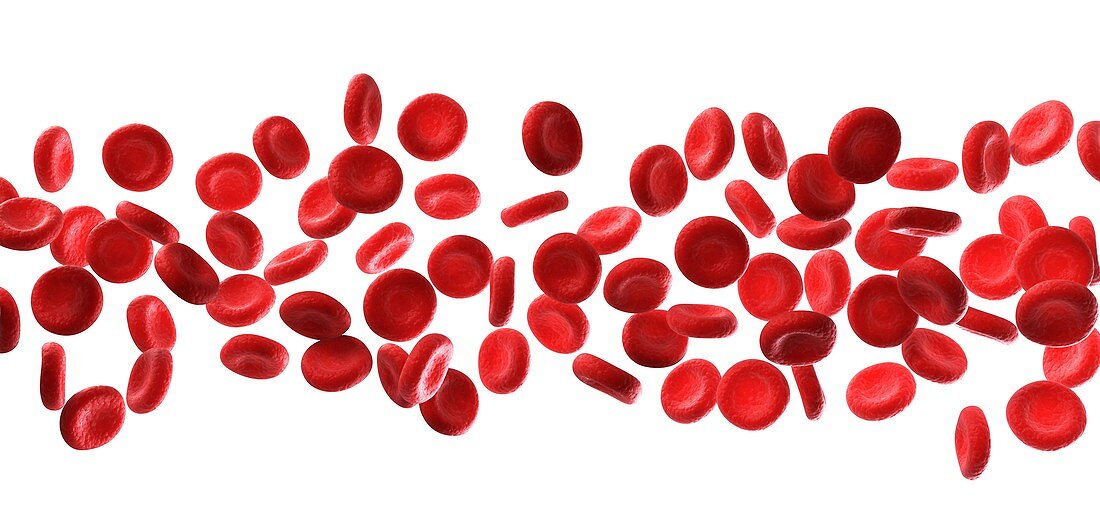 Human red blood cells,illustration