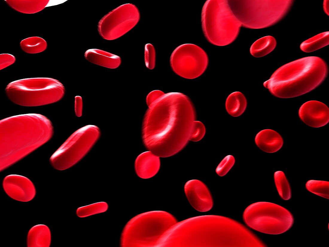 Human red blood cells,illustration