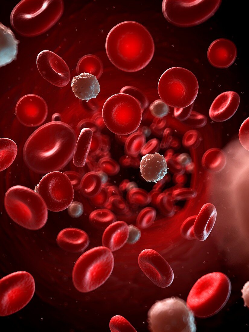 Red and white blood cells,illustration