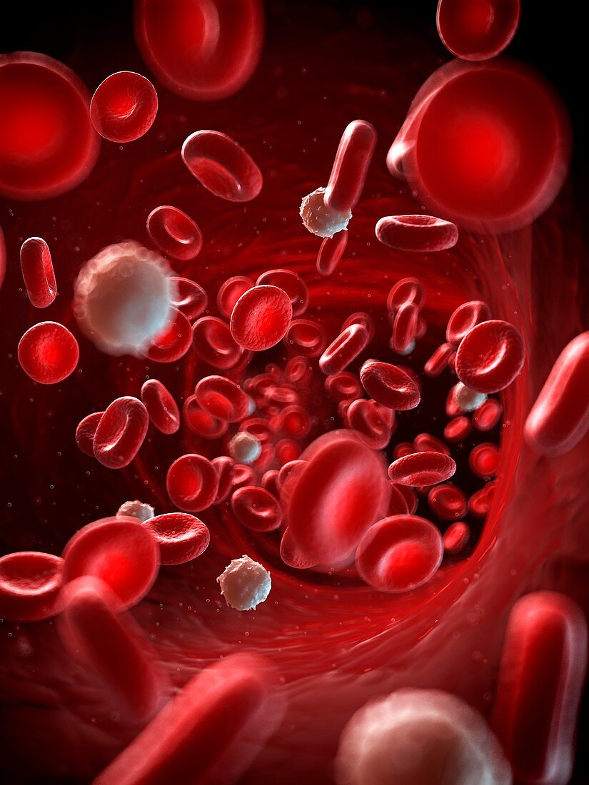 Red and white blood cells,illustration