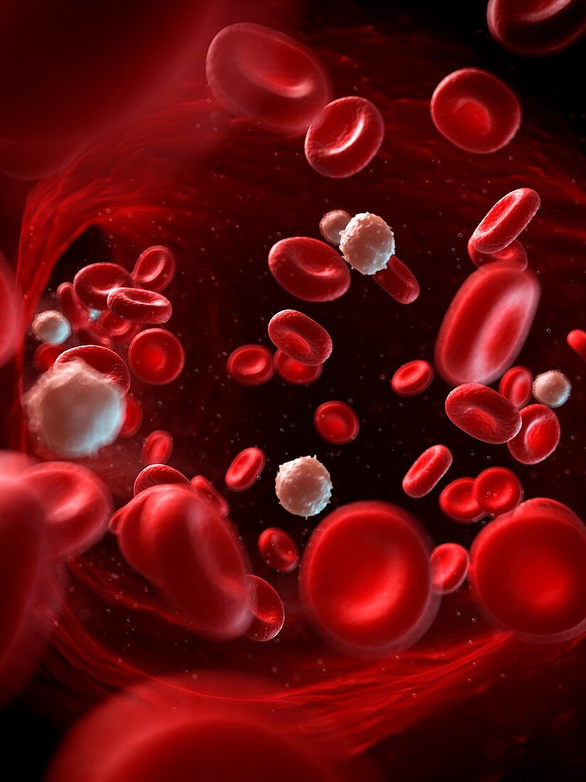 Red and white blood cells,illustration