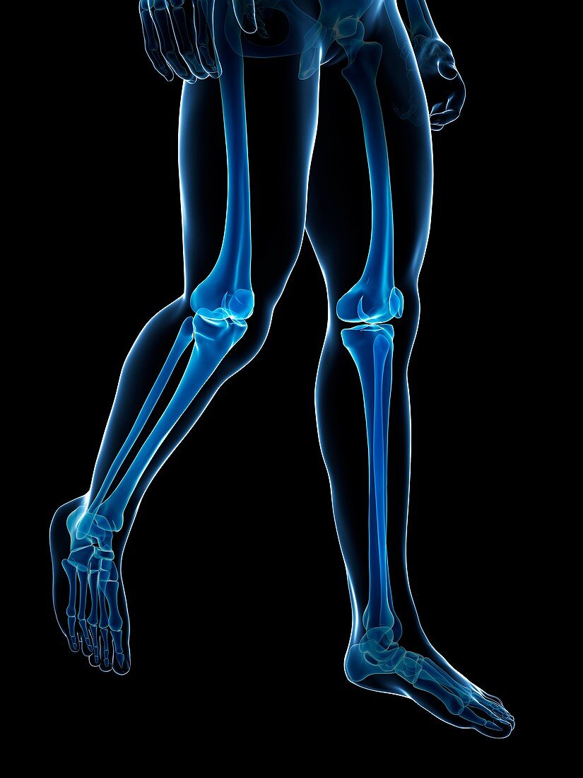 Human leg bones,illustration