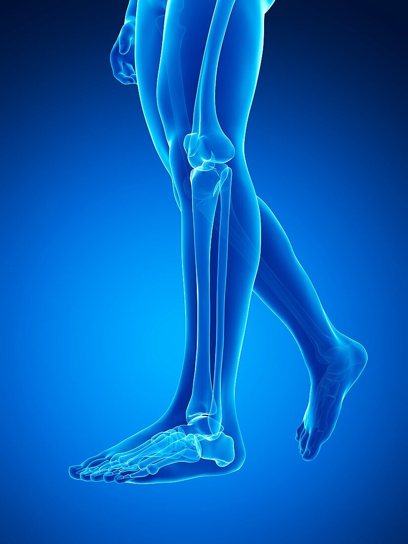 Human leg bones,illustration