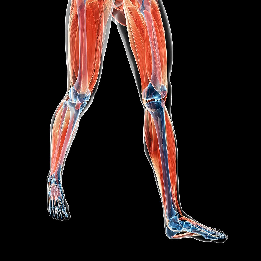 Human leg muscles,illustration