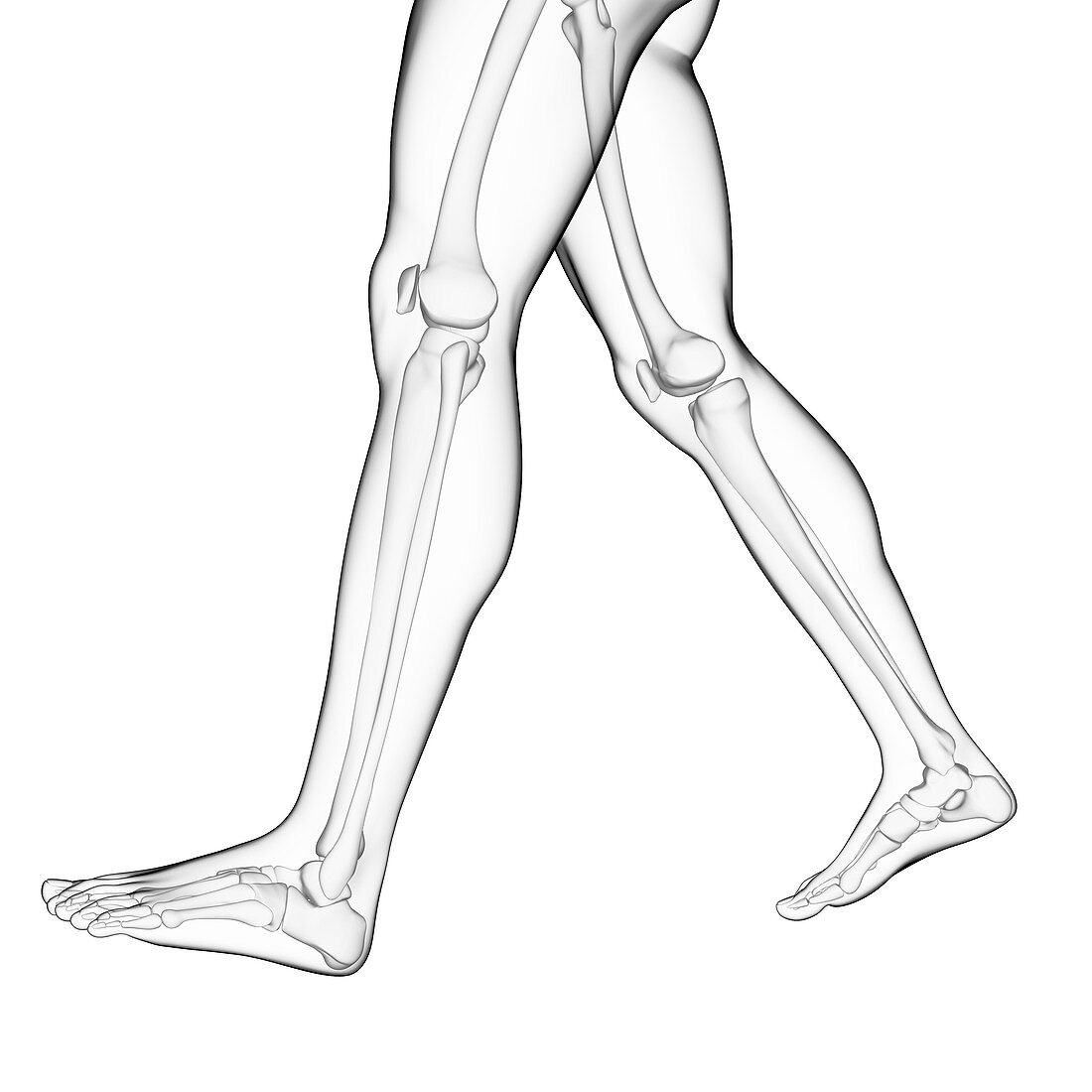 Human leg bones,illustration