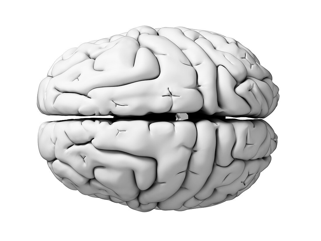 Human brain,illustration