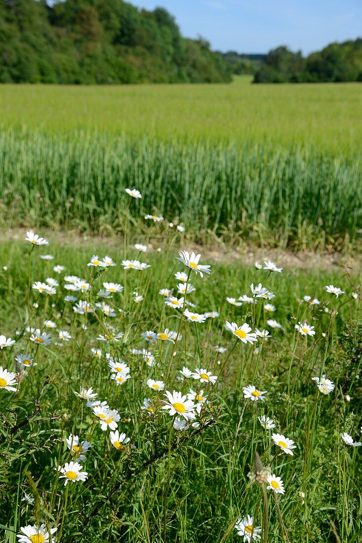 Wildflowers and wheat field