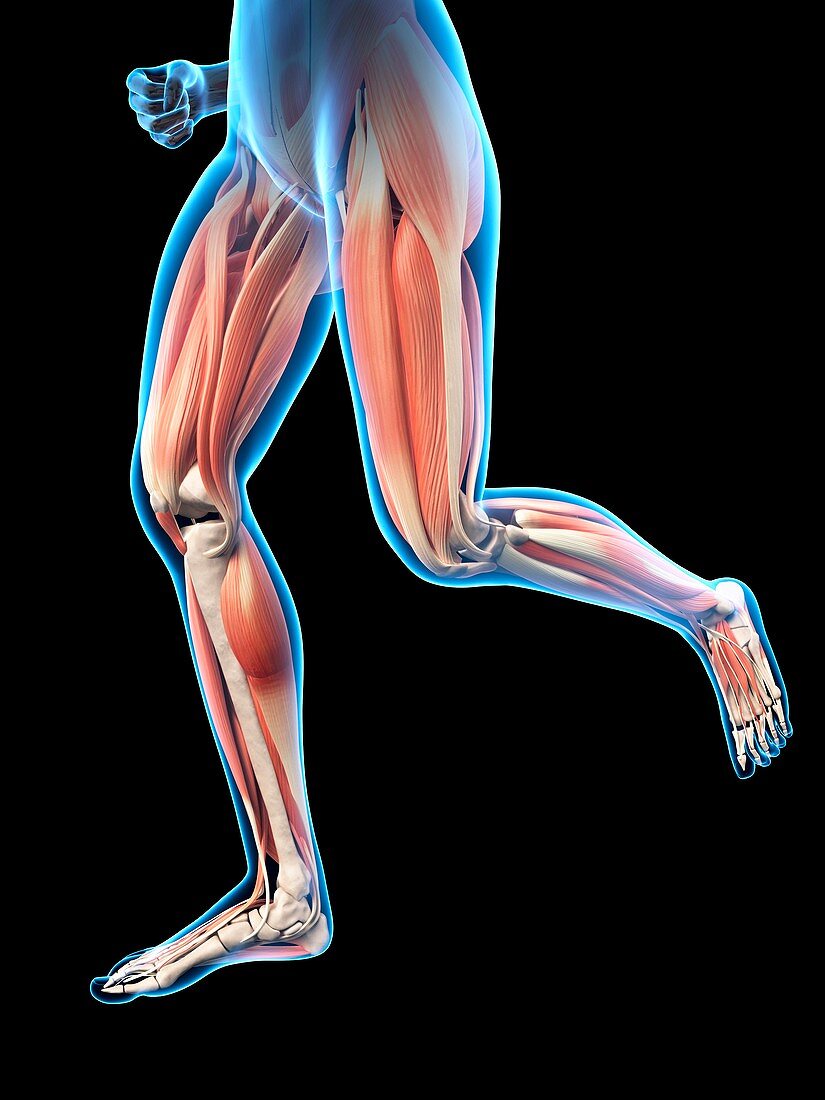 Human leg muscles,illustration