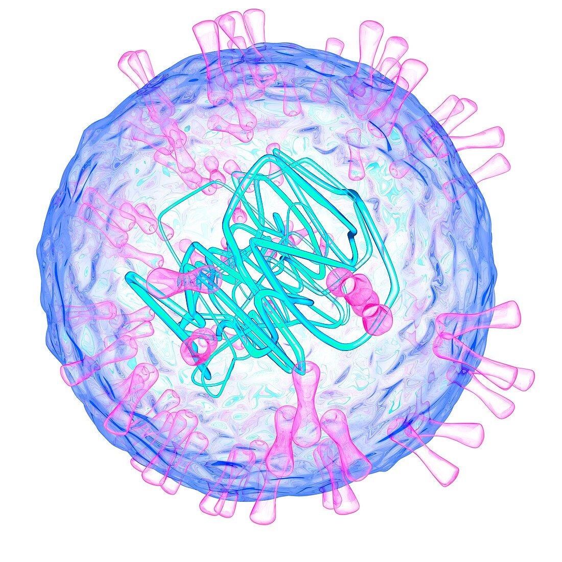 Herpes simplex type 2 virus,illustration
