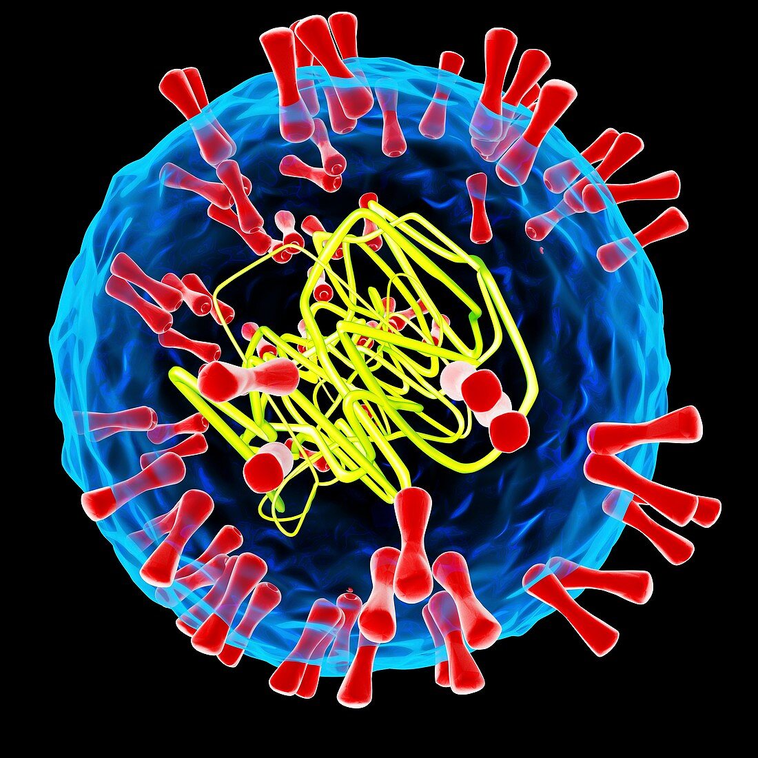 Herpes simplex type 2 virus,illustration