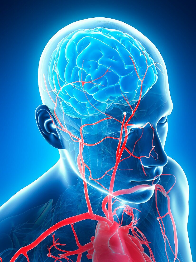 Human blood vessels,illustration