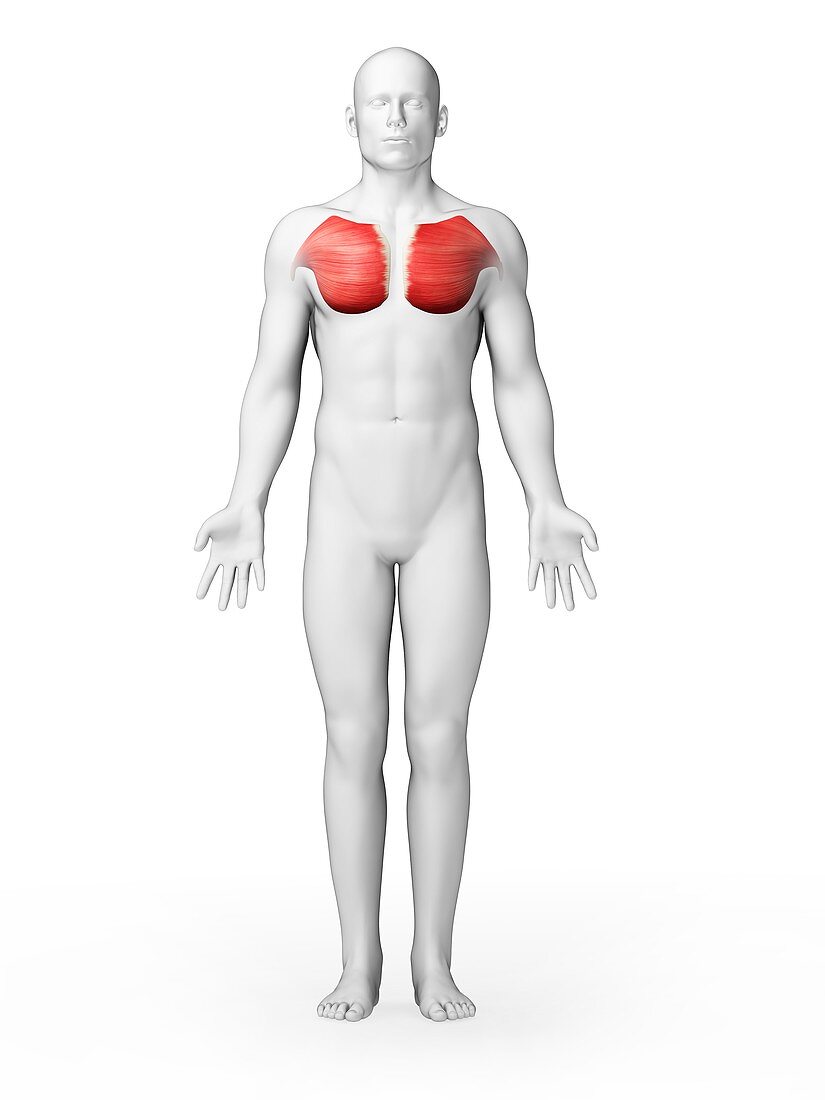 Human chest muscles,illustration