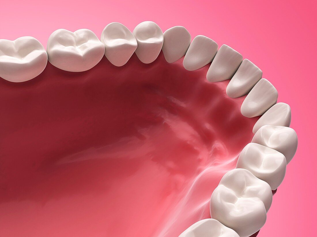 Lower human teeth,illustration